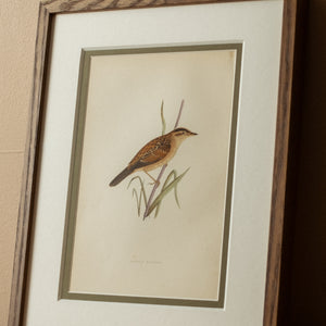 Aquatic Warbler