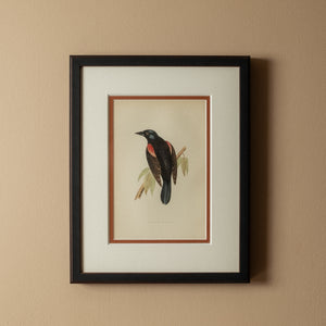 Red Winged Starling