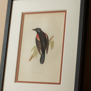 Red Winged Starling