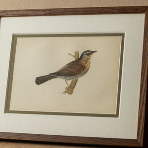 Fieldfare