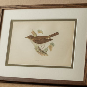 Thrush Nightingale