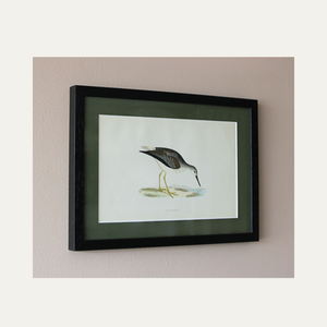 The Water Birds - Vintage Prints