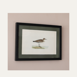 The Water Birds - Vintage Prints